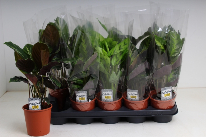 <h4>CALAT GEM 3 SRT</h4>