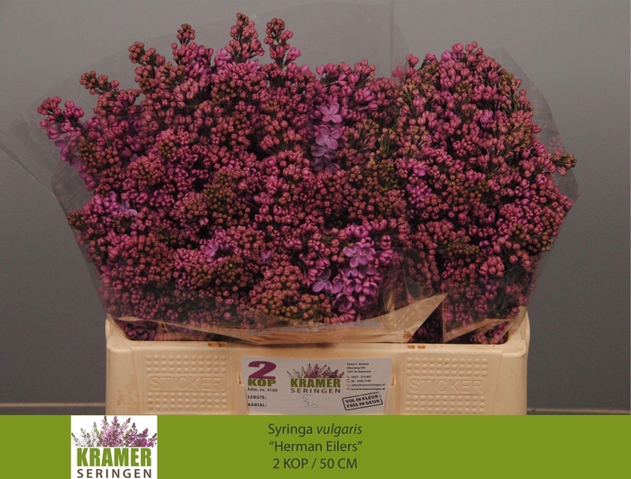 <h4>SYR V HERMAN EILERS</h4>