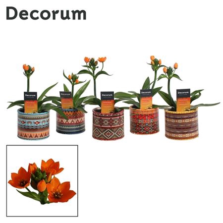 <h4>Ornithogalum Dubium Oranje 1pp In Ompot Africa (de</h4>