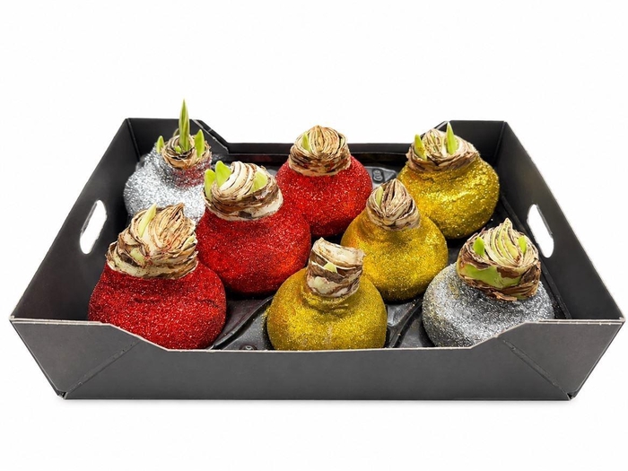 <h4>HIPP BOL WAX H%</h4>