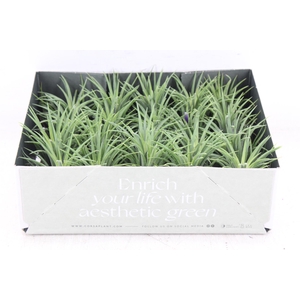 arr3 CP - Till. - Ionantha groen x20