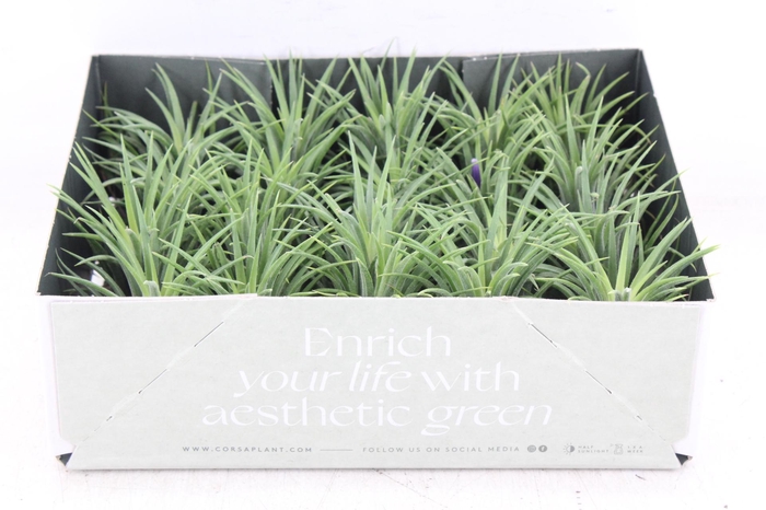 <h4>arr3 CP - Till. - Ionantha groen x20</h4>