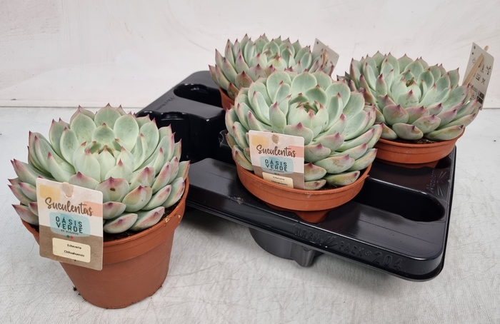 <h4>ECHEV CHIHUAHUAENSIS</h4>