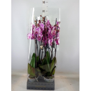 Phalaenopsis   ...rose