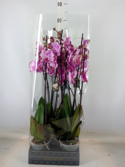 <h4>Phalaenopsis   ...rose</h4>