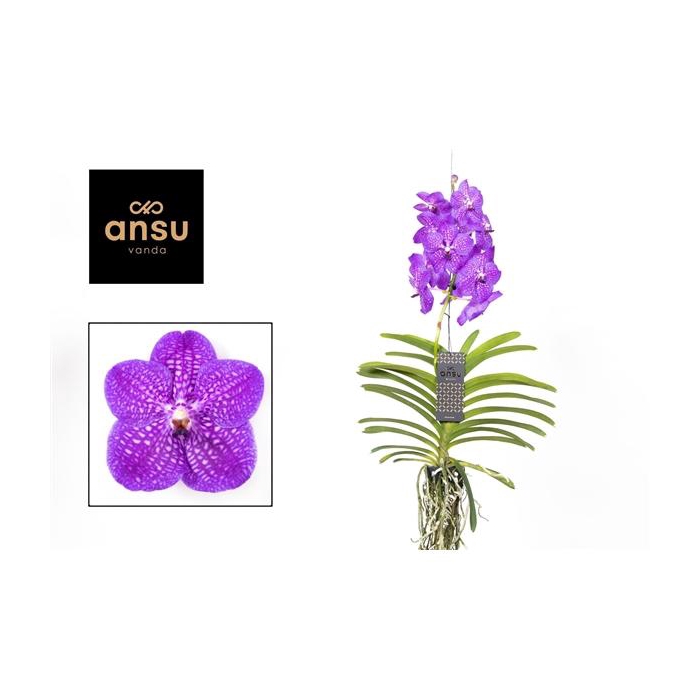 <h4>Vanda New blue</h4>