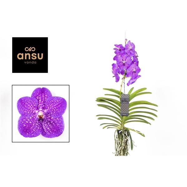 <h4>Vanda hybriden</h4>