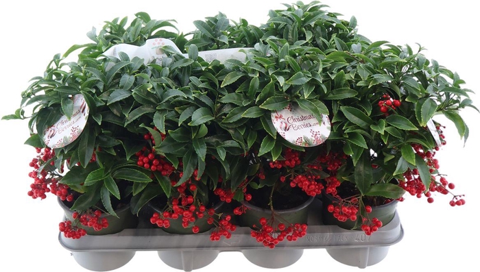 <h4>Ardis Cr Bos Premium</h4>