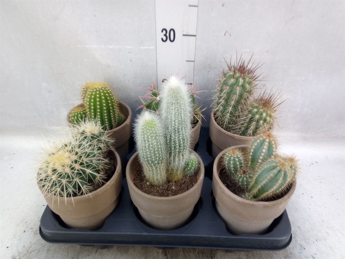 <h4>Cactus   ...</h4>