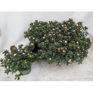 RHODO SI SACHSEN GEM