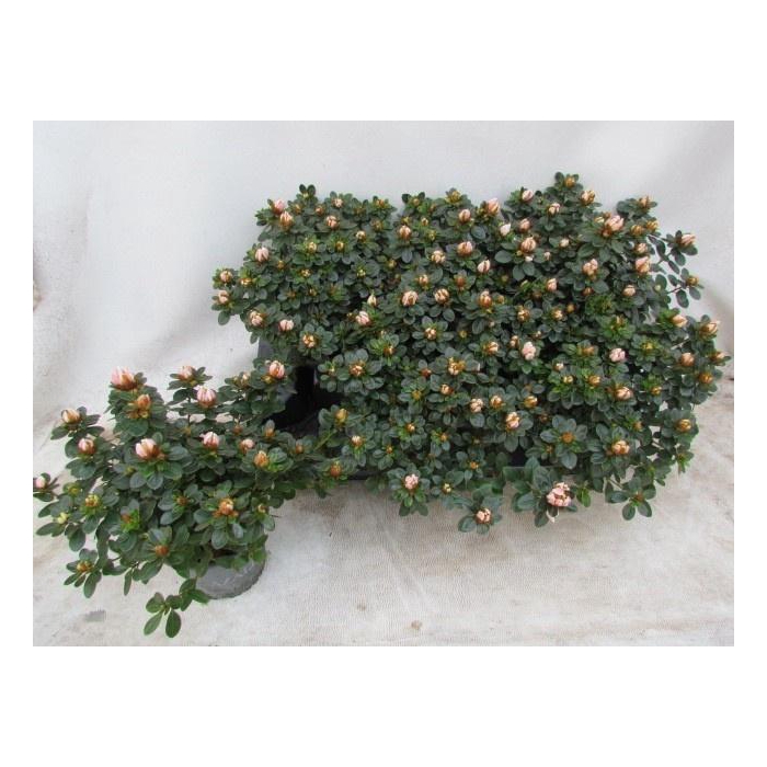 <h4>RHODO SI SACHSEN GEM</h4>