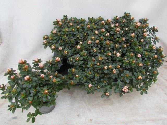 <h4>RHODO SI SACHSEN GEM</h4>