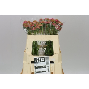 Scabiosa Atr Candy Scoop