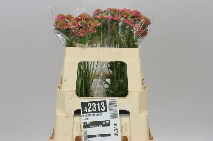 Scabiosa Atr Candy Scoop