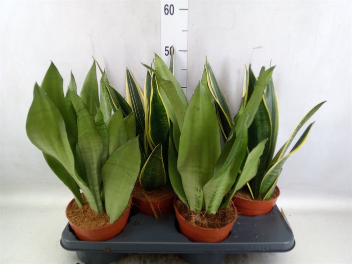 <h4>Sansevieria trifa.   ...</h4>