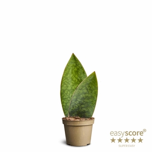 SANSEVIERIA HYBRID