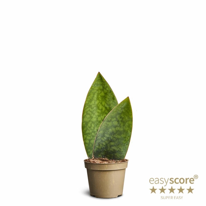 <h4>SANSEVIERIA HYBRID</h4>