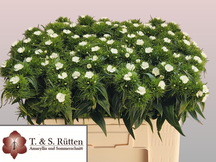 <h4>DI BARB B WIT</h4>