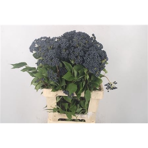 Viburnum Dark Blue Herman 2+
