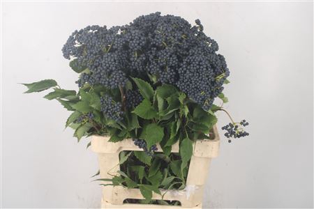 <h4>Viburnum Dark Blue Herman 2+</h4>