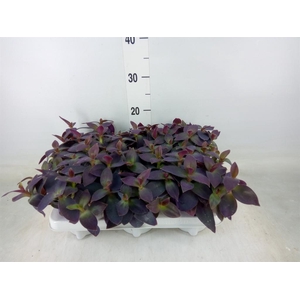 Tradescantia pallida 'Purple Heart'