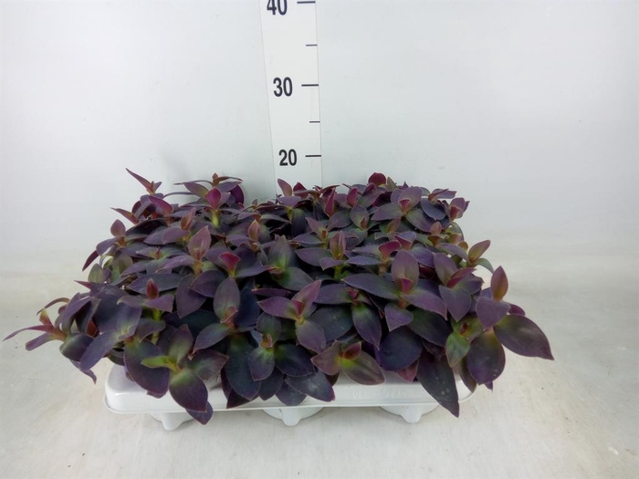 <h4>Tradescantia pallida 'Purple Heart'</h4>