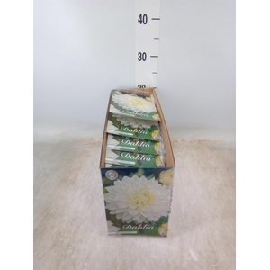 Dahlia   ...flowerbulbs