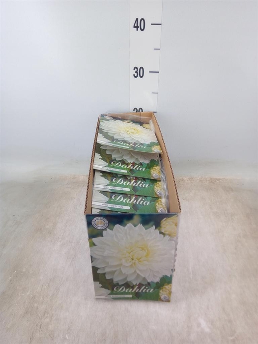 <h4>Dahlia   ...flowerbulbs</h4>