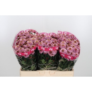 Chr San Aaa Doria Pi