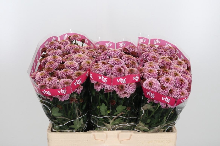 <h4>Chr San Aaa Doria Pi</h4>