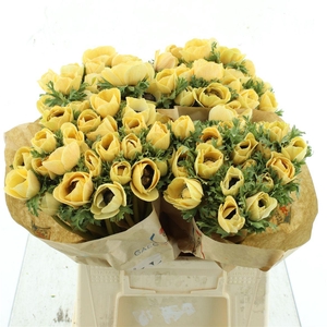 Anemone Powder Peach