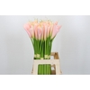 Zantedeschia Eydolls Salmon
