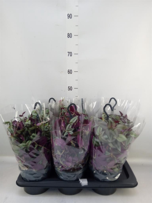 <h4>Tradescantia   ...</h4>