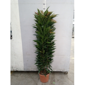 Ficus binn. 'Amstel King'