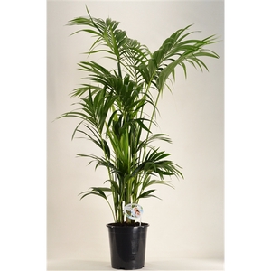 KENTIA - P27 H170 - 7PP - EcoLine (Howea forsteriana