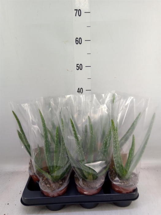 <h4>Aloe vera</h4>