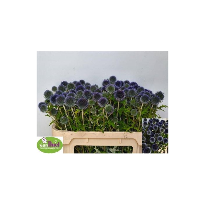 <h4>Echin Ba Blue Globe</h4>