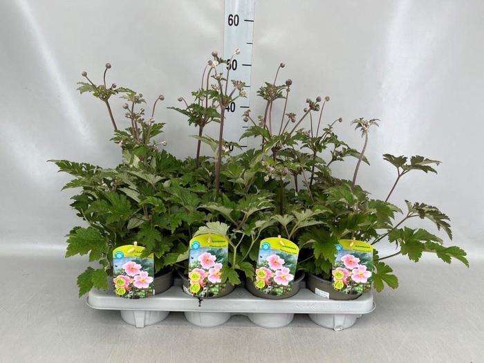 <h4>Anemone hupeh.</h4>