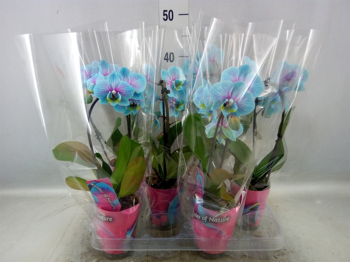 <h4>Phalaenopsis   ...</h4>