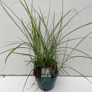 Graminées Miscanthus 'Gracillimus'