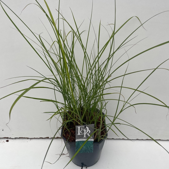 <h4>Graminées Miscanthus 'Gracillimus'</h4>