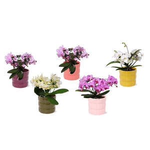 Phal. Multi vorm mix 