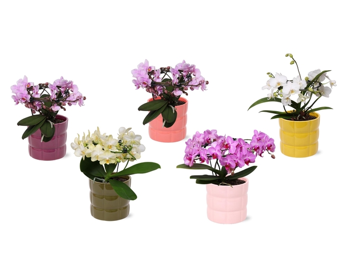 <h4>Phal. Multi vorm mix "Blossoming Beauty" in keramiek BGC055</h4>