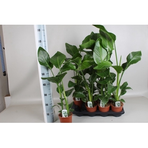 STRELITZIA NICOLAI