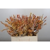 Ilex Cresgold