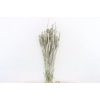 Dried Triticum Platina Bunch