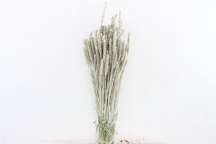 Dried Triticum Platina Bunch