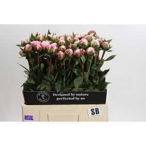 Paeonia Sarah Bernhardt