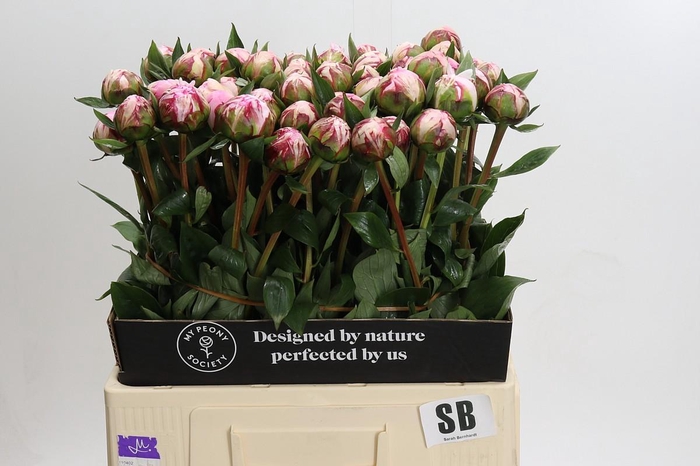 Paeonia Sarah Bernhardt
