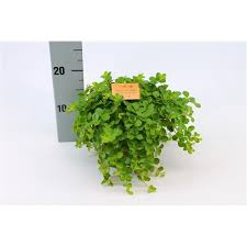 Peperomia rotundifolia